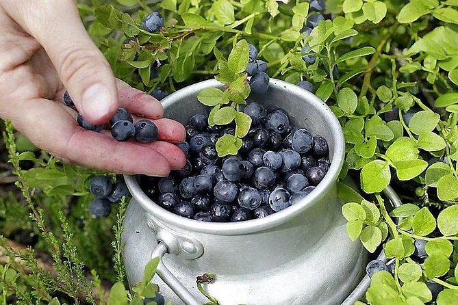 Lapland Berry Day Experience - Campfire Barbecue Experience Highlight