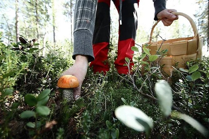 Lapland Berry Day Experience - Ensuring a Seamless Experience