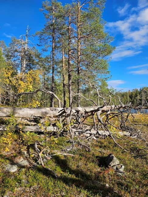 Lapland: Guided Hiking Tour in the Pristine Nature in Luosto - How Does It Value Compared to Other Experiences?