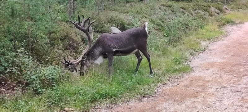Lapland: Guided Hiking Tour in the Pristine Nature in Luosto - Who Will Love This Tour?