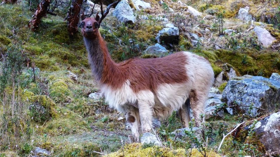 Lares Trek to Machu Picchu 4 D/3 N - Highlights