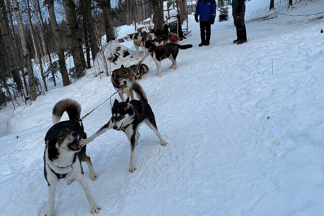 Large Groups for Mushing Activity - The Sum Up: Who Is This Tour Best For?
