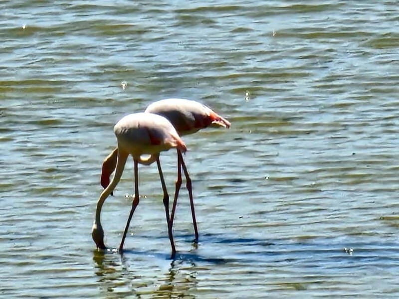 Larnaca: private guide to explore the Top-Sightseeings - FAQ