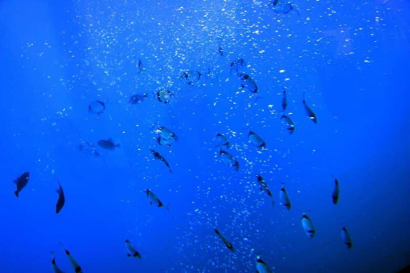 Larnaca: Yellow Submarine Swim Cruise with Unlimited Drinks - What to Expect from the Experience