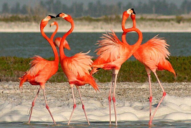 Las Coloradas and Rio Lagartos Day Tour from Cancun - Practical Tips for Travelers