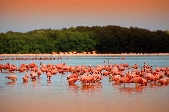 Las Coloradas and Rio Lagartos only from Merida - What the Reviews Say