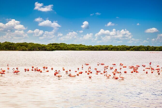 Las Coloradas and Rio Lagartos only from Merida - Who Is This Tour Best For?