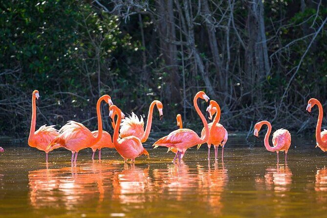 Las Coloradas Tour to Pink Lakes and Wildlife Wonders - Stop 2: Río Lagartos—Wildlife and Mangrove Boat Tour