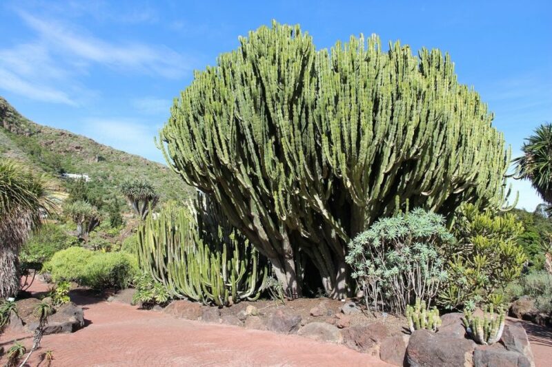 Las Palmas, Botanical Gardens and Bandama Volcano Tour - Important Information
