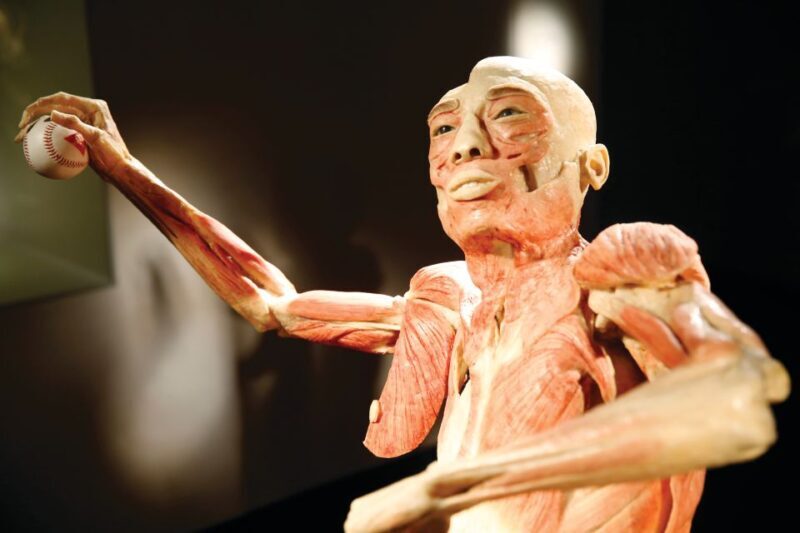 Las Vegas: BODIES | The Exhibition at the Luxor - Key Points