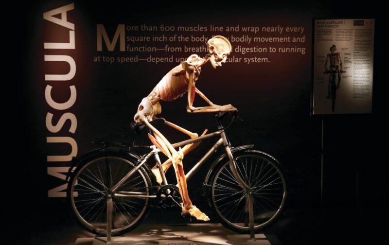 Las Vegas: BODIES | The Exhibition at the Luxor - What You Can Expect at BODIES...The Exhibition