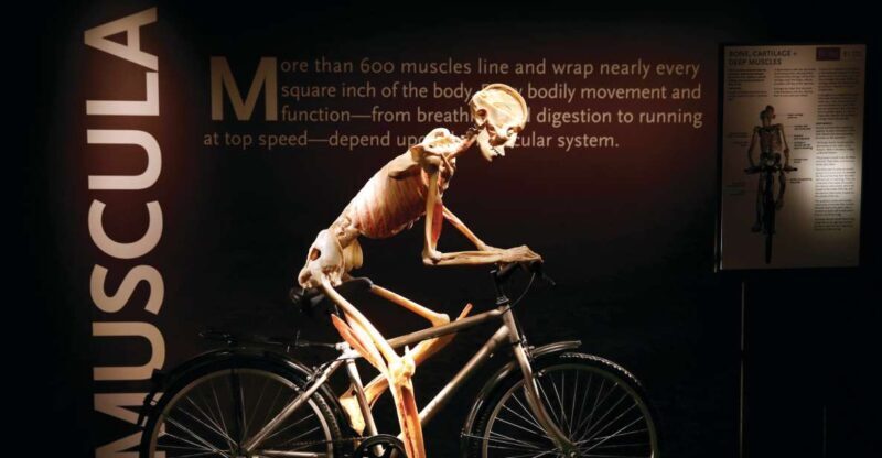 Las Vegas: BODIES | The Exhibition at the Luxor - The Educational Experience