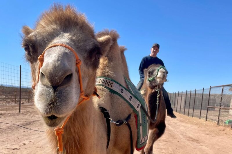 Las Vegas: Desert Camel Ride - Exploring the Experience in Detail
