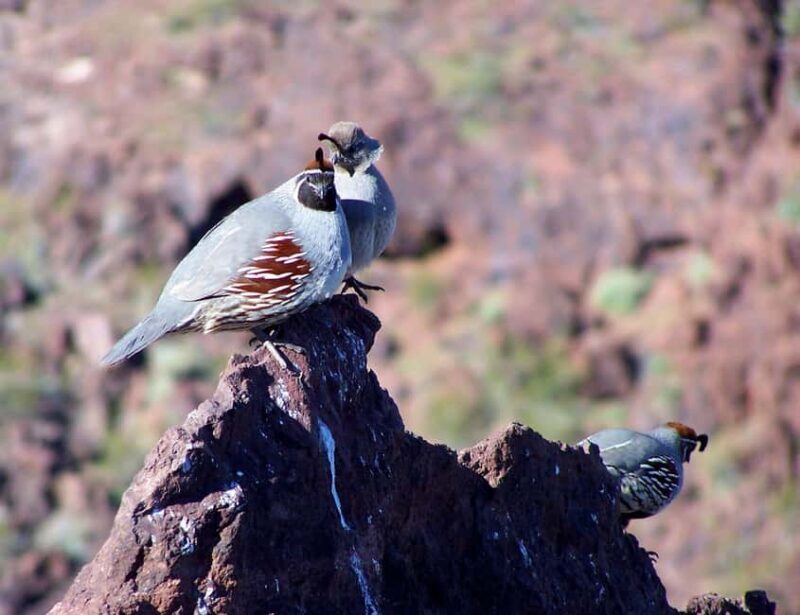 Las Vegas: Hoover Dam, Power Plant, Bridge Tour - Final Word