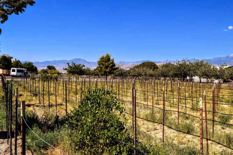 Las Vegas / Pahrump Wine Tasting Tour and Snacks - Inclusions for Participants