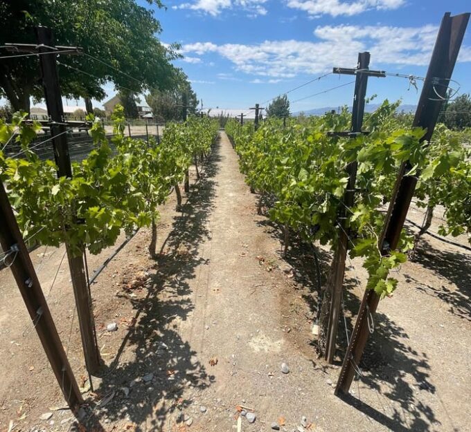 Las Vegas / Pahrump Wine Tasting Tour and Snacks - Tips for Attendees