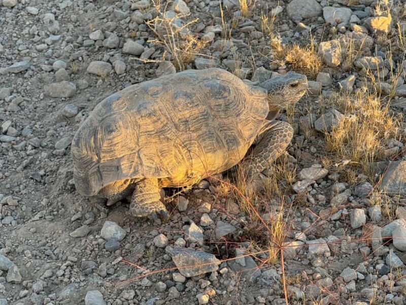 Las Vegas Pioneer Saloon | SXS Off Road Tour With Lunch! - Authentic Experience and Authenticity