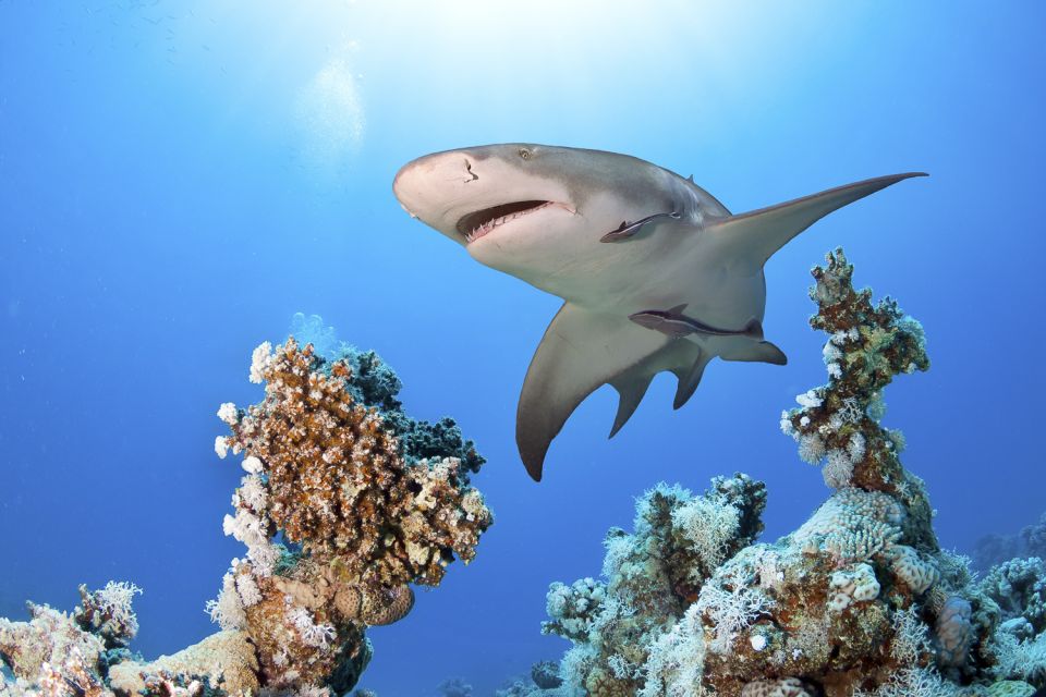 Las Vegas: Shark Reef Aquarium & VR Experience Entry Ticket - Shipwrecks 360-Degree Underwater Views