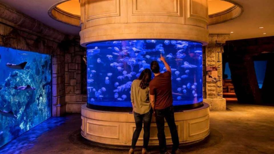 Las Vegas: Shark Reef Aquarium & VR Experience Entry Ticket - Immerse in Undersea Explorer VR