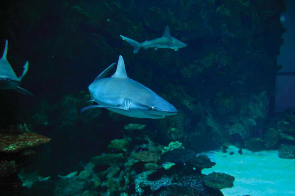 Las Vegas: Shark Reef Aquarium & VR Experience Entry Ticket - Commitment to Conservation and Education