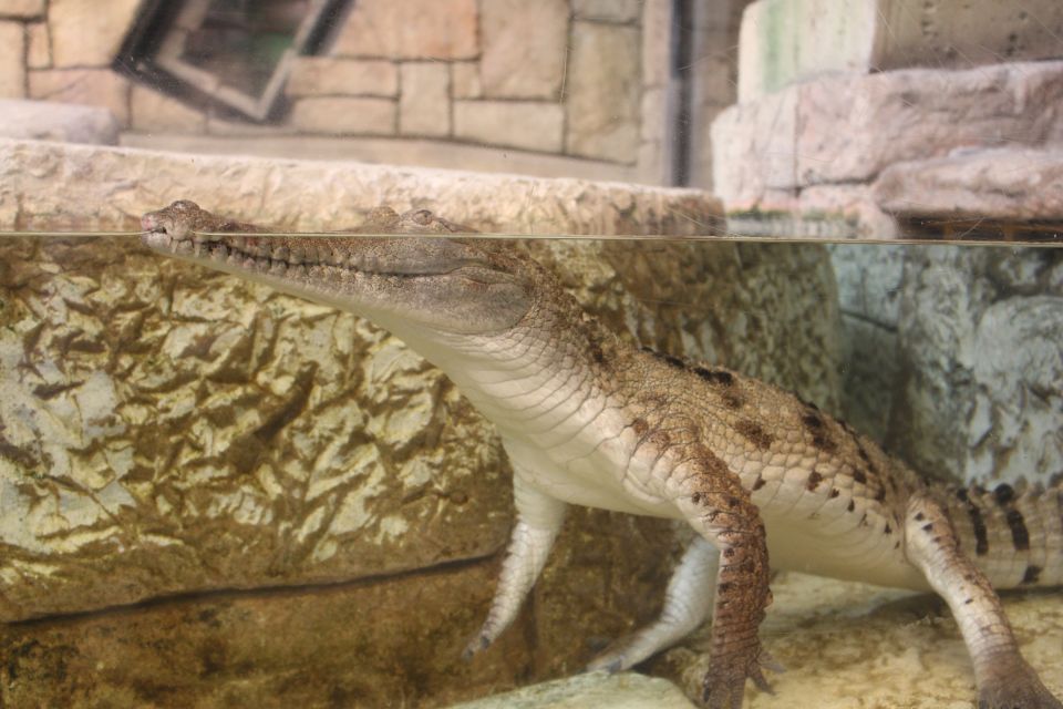 Las Vegas: Shark Reef Aquarium & VR Experience Entry Ticket - Practical Information for Your Visit