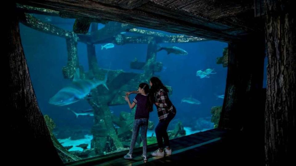 Las Vegas: Shark Reef Aquarium & VR Experience Entry Ticket - Location and Meeting Point Details