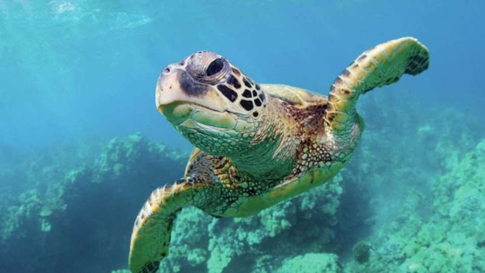 Las Vegas: Shark Reef Aquarium & VR Experience Entry Ticket - Frequently Asked Questions