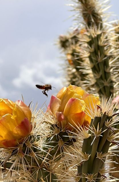 Las Vegas: Small-Group Grand Canyon Skywalk, Hoover Dam Tour - Price and Value