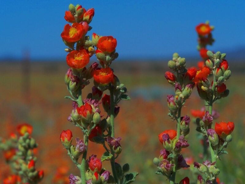 Las Vegas: Small-Group Grand Canyon South Rim Sunset Tour - FAQs