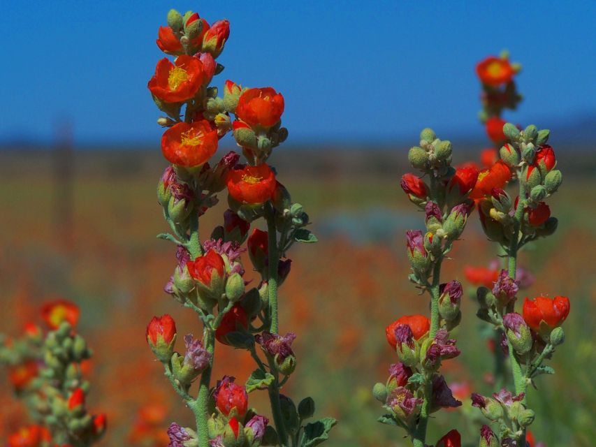 Las Vegas: Small-Group Grand Canyon South Rim Sunset Tour - Itinerary Details