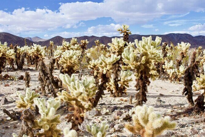 Las Vegas To Los Angeles One Way Tour Joshua Tree National Park - Key Points