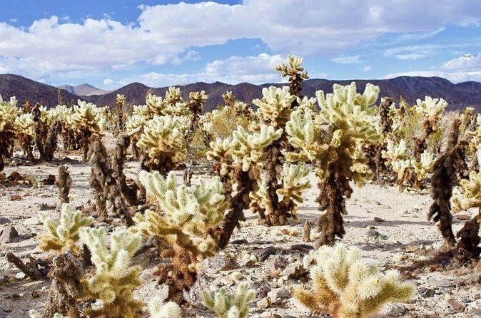 Las Vegas To Los Angeles One Way Tour Joshua Tree National Park - Final Thoughts: Is This Tour Right for You?