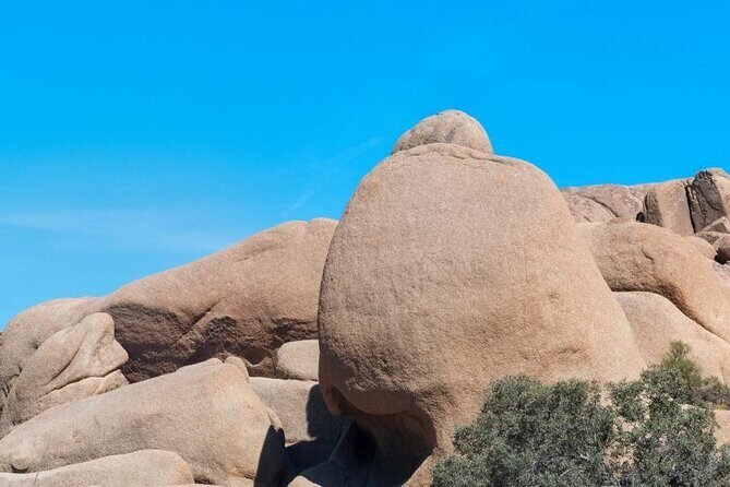 Las Vegas To Los Angeles One Way Tour Joshua Tree National Park - FAQs