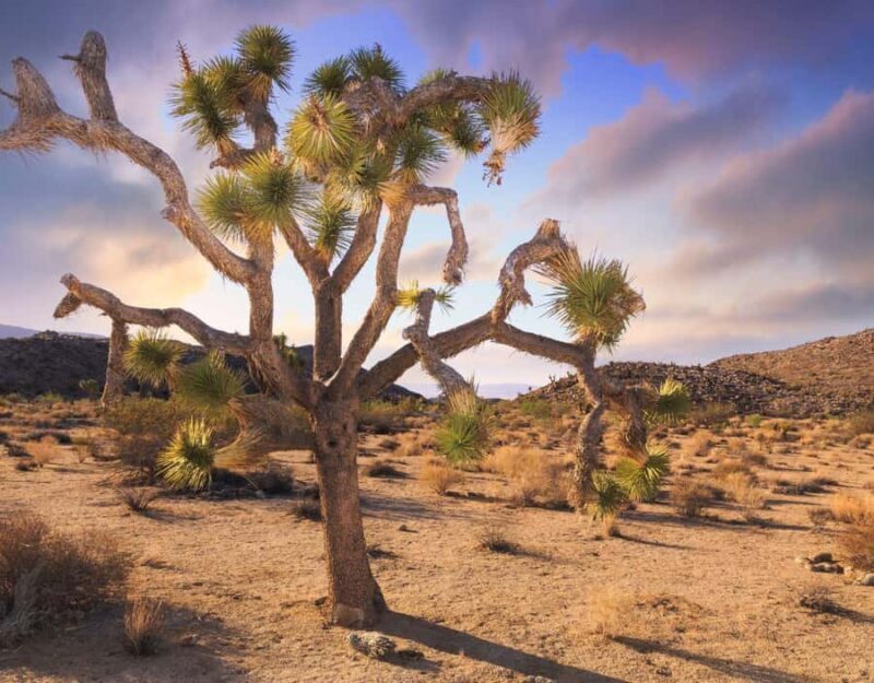 Las Vegas to Los Angeles One Way Tour via Joshua Tree NP - What’s Included and How It’s Structured