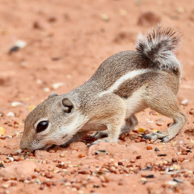 Las Vegas: Valley of Fire and Red Rock Canyon Day Trip - The Sum Up: Who Is This Tour Best For?