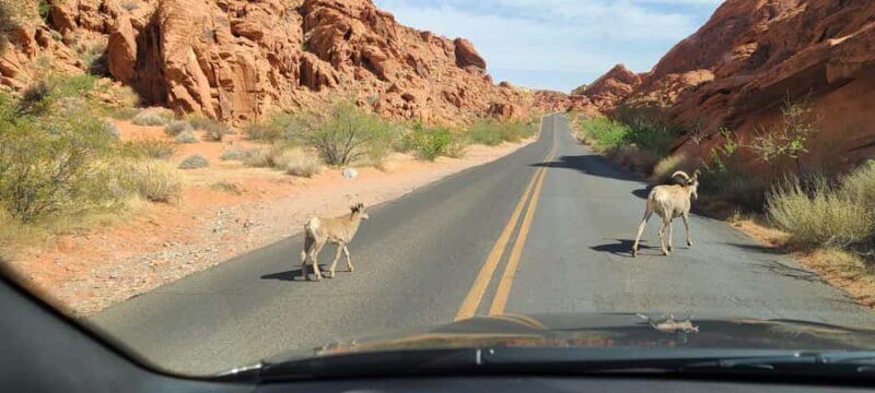 Las Vegas: Valley of Fire and Red Rock Canyon Tour - Value and Practical Considerations