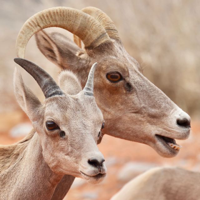 Las Vegas: Valley of Fire and Seven Magic Mountains Day Trip - Key Points