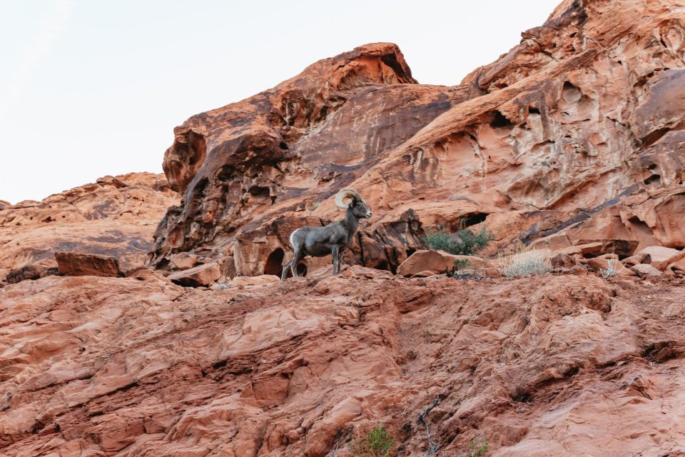 Las Vegas: Valley of Fire Guided Hike With Drinks and Snacks - Inclusion Details