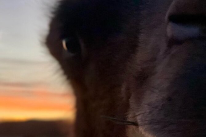 Las Vegas VIP Sunset Safari Tour Review - Transportation and Accessibility