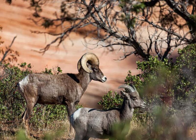 Las Vegas: Zion National Park Guided Tour with Lunch - FAQs