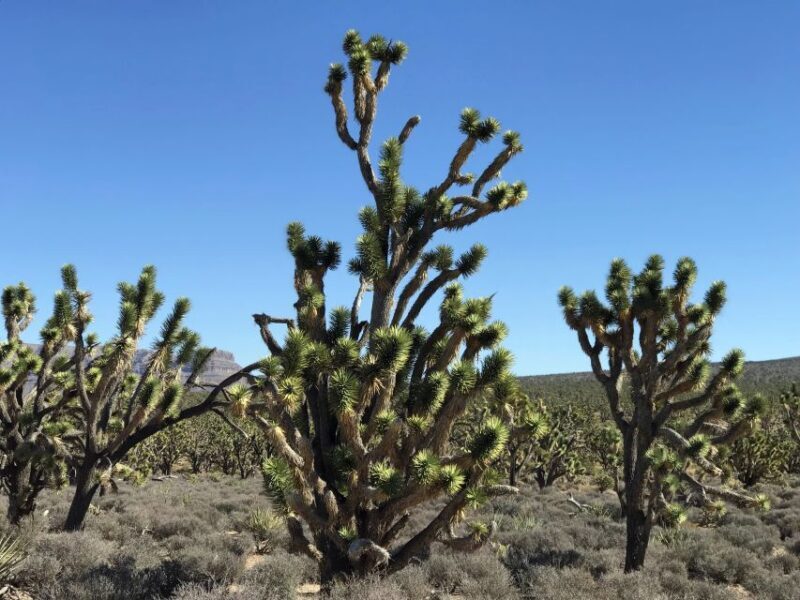 Las Vegas:Grand Canyon West Tour, Ranch Lunch, Skywalk Entry - The Sum Up