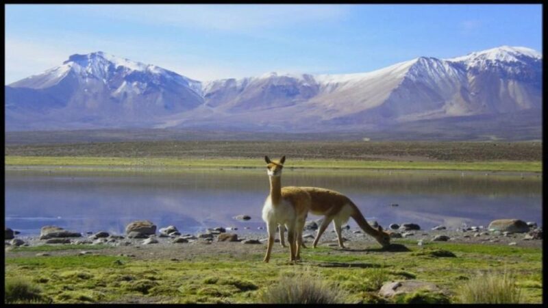 Lauca National Park and Chungara Lake - Inclusions and Amenities