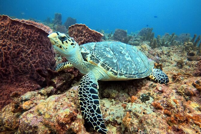 Lauderdale By The Sea Replicated Shipwreck & Reef Snorkel Trails - Good To Know