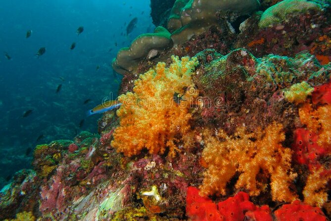 Lauderdale By The Sea Replicated Shipwreck & Reef Snorkel Trails - Guest Reviews and Feedback