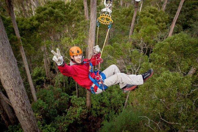 Launceston Hollybank Tree Ropes Experience - Is It Worth the Price?