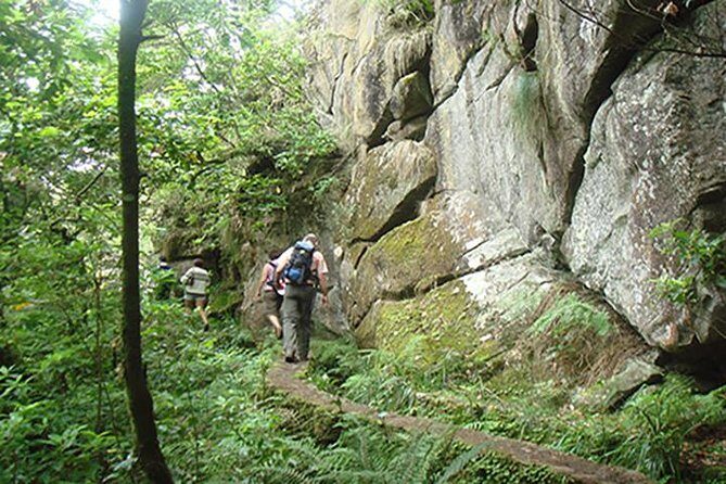 Laurissilva Forest Walk - Who Should Consider This Tour?