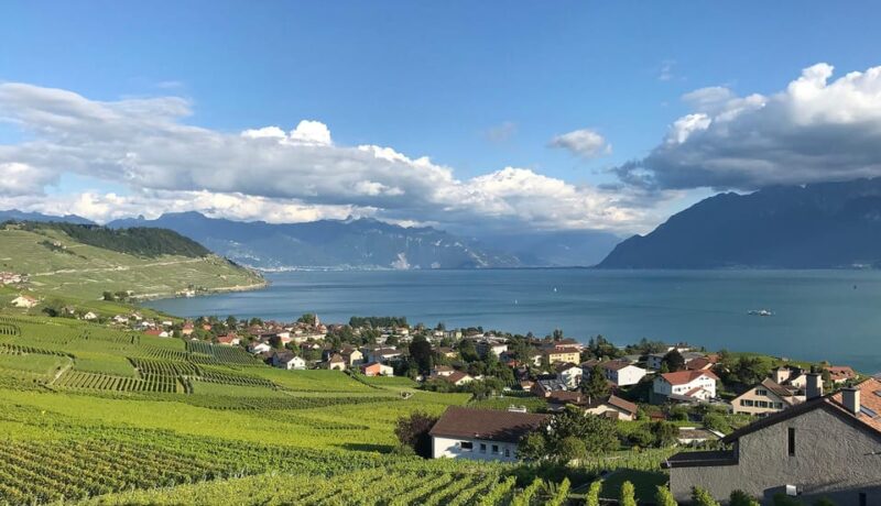 Lavaux: Vineyard Experience - Picnic and Wine Tasting at a Family Winery Estate