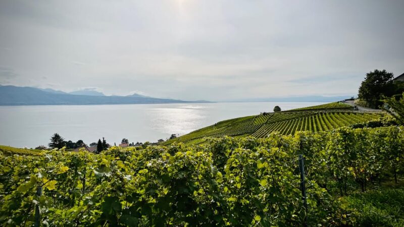 Lavaux: Vineyard Experience - Meeting Point and What to Bring