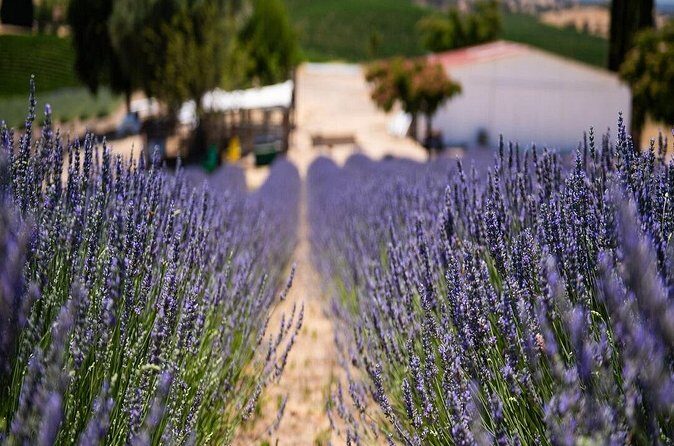 Lavender Farm U-Pick Day Pass - FAQs