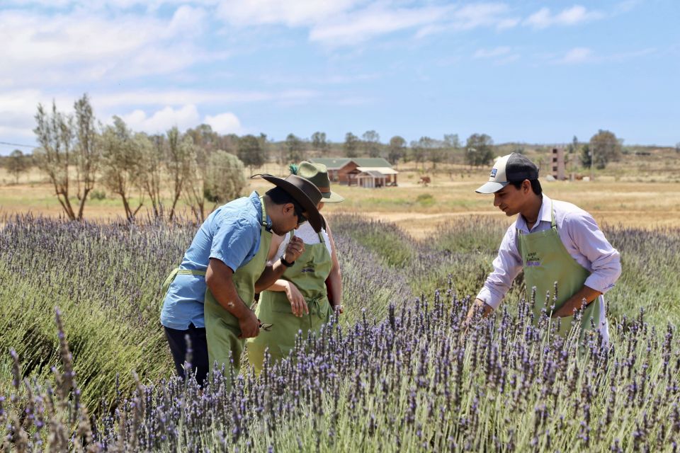 Lavender Field Guided Tour - Duration and Group Size